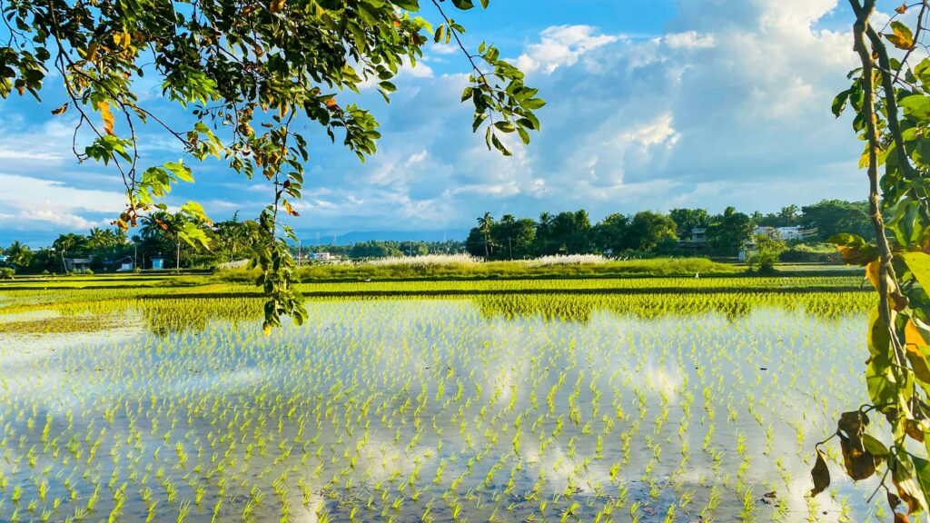 青空に白い雲、水田と林が広がっている風景写真。