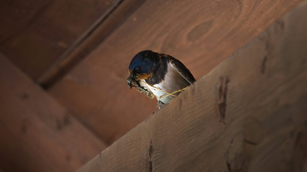 一羽のツバメが家の軒下で小枝をくわえている写真。
